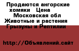 Продаются ангорские хомяки › Цена ­ 100 - Московская обл. Животные и растения » Грызуны и Рептилии   